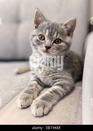 Incantevole gattino che si rilassa su un comodo divano. Realizzato su smartphone. Foto Stock