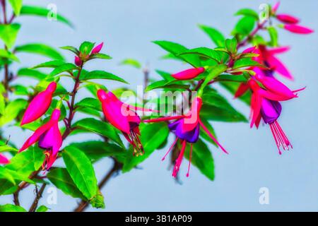 Fiori di fucsia lilla su una pianta verde di brach che cresce nel giardino paesaggistico dell'Australia. Foto Stock