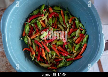 Peperoncino rosso e verde fresco in un grande secchio blu, pronto per la cottura Foto Stock