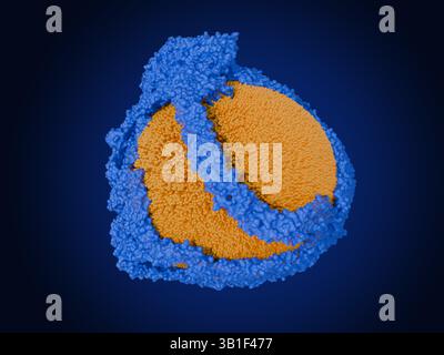 Illustrazione di una molecola di lipoproteina a bassa densità (LDL) o colesterolo "cattivo". È costituito da un nucleo di molecole di colesterolo esterificato circondato da un guscio di colesterolo non esterificato e fosfolipidi (arancio). La struttura complessa include proteine portanti note come proteine APO-B (blu), che aiutano il trasporto nel sangue. Quando ci sono alti livelli di colesterolo LDL nel sangue si accumula ai lati dei vasi sanguigni induriendoli, una condizione chiamata aterosclerosi. Ciò restringe i vasi sanguigni e può bloccarli. Foto Stock