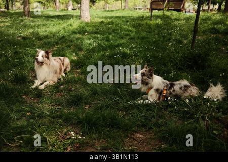 Due merle Border Collies rossi si trovano sull'erba in una tranquilla radura della foresta, circondati da fiori selvatici e alberi alti. Una primavera tranquilla e soleggiata Foto Stock