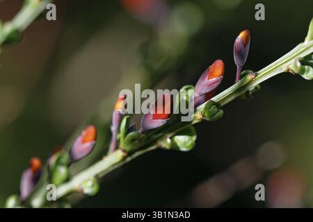 Fiori di gorse, Gorse, DEU Foto Stock