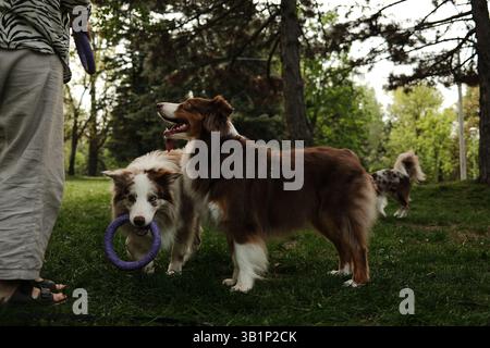 Due cani da allevamento, un pastore australiano e un Border Collie, che giocano con un giocattolo viola all'aperto, coinvolgono una persona, in un vivace parco verde Foto Stock