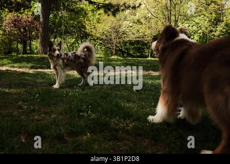 Border Collie e Australian Shepherd giocano insieme in un parco soleggiato, circondato da alberi verdi e fogliame primaverile, godendosi una giornata attiva all'aperto. Foto Stock