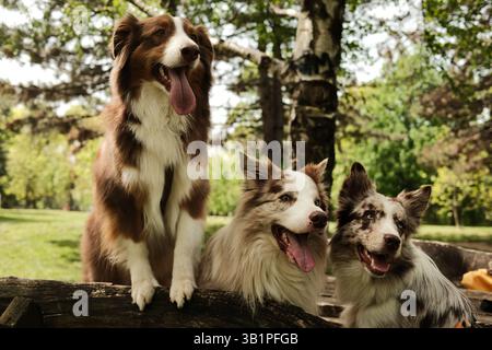 Tre bellissimi cani - pastore australiano marrone e due merle Border Collies rossi con occhi blu seduti su una panchina rustica in legno in un parco soleggiato, il tutto Foto Stock