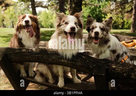 Tre bellissimi cani - pastore australiano marrone e due merle Border Collies rossi con occhi blu seduti su una panchina rustica in legno in un parco soleggiato, il tutto Foto Stock
