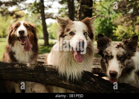 Tre bellissimi cani - pastore australiano marrone e due merle Border Collies rossi con occhi blu seduti su una panchina rustica in legno in un parco soleggiato, il tutto Foto Stock
