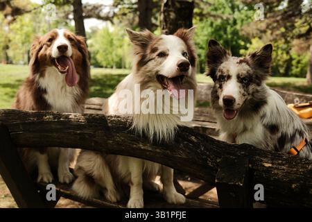 Tre bellissimi cani - pastore australiano marrone e due merle Border Collies rossi con occhi blu seduti su una panchina rustica in legno in un parco soleggiato, il tutto Foto Stock