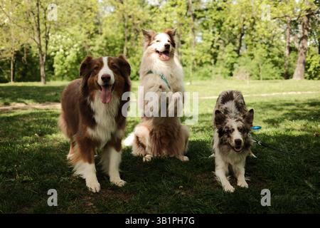 Tre cani giocosi - il pastore australiano marrone e due merle Border Collies rossi che posano insieme sull'erba verde nel parco, un cane che sta sul retro Foto Stock