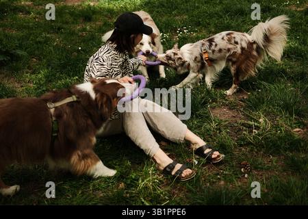 Donna seduta sull'erba che gioca a tiro di guerra con tre cani energici - il pastore australiano tricolore marrone e due merle Border Collies rossi - in uno sperone Foto Stock