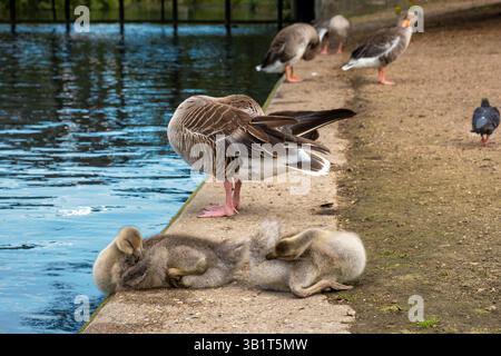 Anatre giovani e adulte che si rilassano vicino a uno stagno nel Regent's Park, Londra, in una giornata estiva Foto Stock
