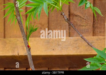 Rowan albero nuova crescita germogli primavera foglie in erba sorbus fiamma olimpica aka scarlatto giapponese rowan o sorbus commixta, albero di frassino di montagna verticale Foto Stock