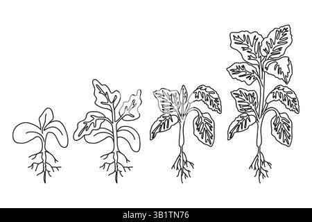 Piantine botaniche di pomodoro line art con radici e foglie isolate su sfondo bianco. Profilo disegnato a mano piantine di ortaggi vettoriali illustra Illustrazione Vettoriale