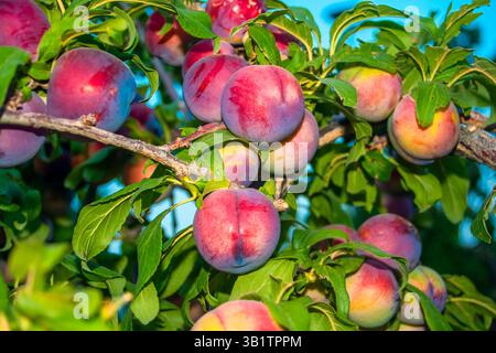 Le prugne maturano alla perfezione sui loro rami Foto Stock