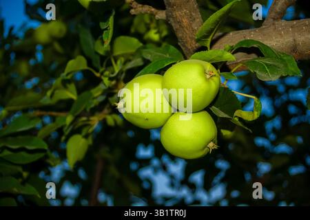 Mele verdi sul ramo dell'albero Foto Stock