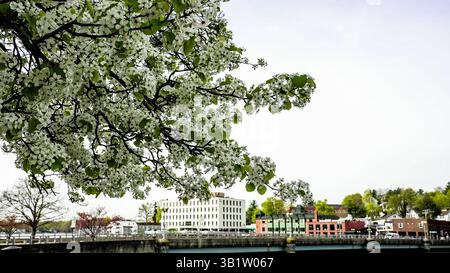 WESTPORT, CT, USA - 25 APRILE 2025: Skyline della città osserva la bellezza degli alberi in piena fioritura, con ammassi di fiori bianchi circondati da verde fresco Foto Stock
