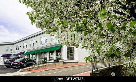 WESTPORT, Connecticut, USA - 25 APRILE 2025: Negozio Lux Bond e Green a Main Street con ramo d'albero in fiore nella soleggiata giornata primaverile Foto Stock