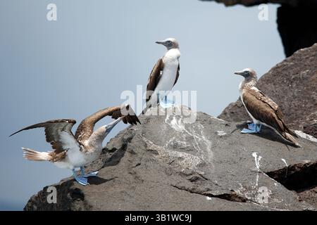 Tre boobies dai piedi blu (Sula nebouxii excisa) su una roccia. Cabo Rosa, Isola Isabela, Galapagos Foto Stock