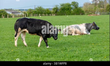 Mucche in campo ad Ardennen, Belgio Foto Stock