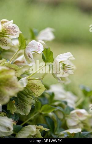 Blooming White Lady Spotted Hellebore / Hellebore orientalis "White lady Spotted" / Helleborus x hybridus "White Lady Spotted" in primavera in un giardino i Foto Stock
