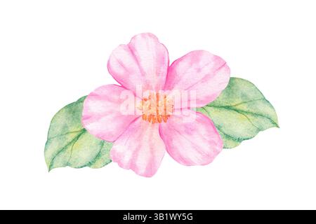 Fiore di mela trafilato a mano con foglie verdi in stile acquerello. Elemento botanico rosa disegnato a mano. Illustrazione in acquerello ideale per biglietti d'auguri Foto Stock