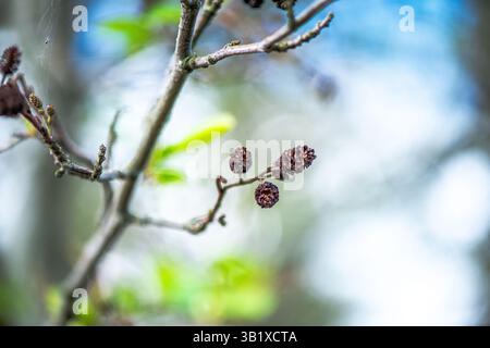 Una fotografia dettagliata che cattura la bellezza dell'Alnus glutinosa, comunemente noto come l'ontano comune. L'immagine si concentra sulle trame uniche o Foto Stock