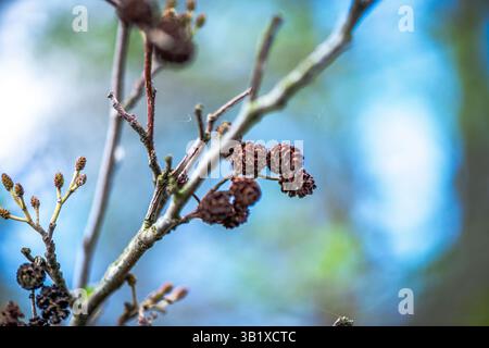 Una fotografia dettagliata che cattura la bellezza dell'Alnus glutinosa, comunemente noto come l'ontano comune. L'immagine si concentra sulle trame uniche o Foto Stock