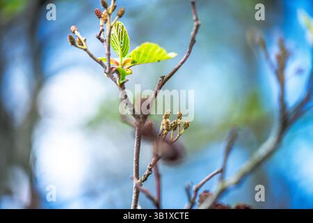 Una fotografia dettagliata che cattura la bellezza dell'Alnus glutinosa, comunemente noto come l'ontano comune. L'immagine si concentra sulle trame uniche o Foto Stock