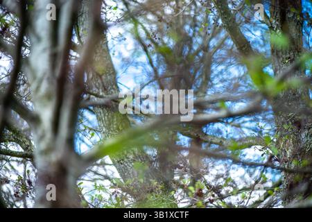 Una fotografia dettagliata che cattura la bellezza dell'Alnus glutinosa, comunemente noto come l'ontano comune. L'immagine si concentra sulle trame uniche o Foto Stock