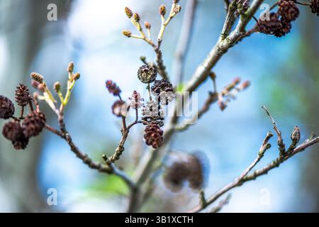 Una fotografia dettagliata che cattura la bellezza dell'Alnus glutinosa, comunemente noto come l'ontano comune. L'immagine si concentra sulle trame uniche o Foto Stock