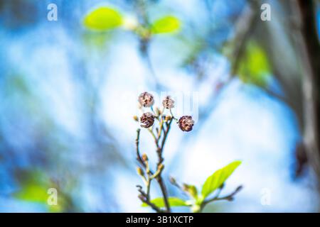 Una fotografia dettagliata che cattura la bellezza dell'Alnus glutinosa, comunemente noto come l'ontano comune. L'immagine si concentra sulle trame uniche o Foto Stock