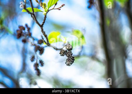 Una fotografia dettagliata che cattura la bellezza dell'Alnus glutinosa, comunemente noto come l'ontano comune. L'immagine si concentra sulle trame uniche o Foto Stock
