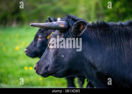 Una fotografia sorprendente che cattura un gruppo di potenti tori neri in piedi e pascolano su un lussureggiante campo verde. Foto Stock