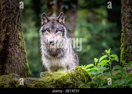 Primo piano del lupo grigio europeo che si trova nella foresta Foto Stock