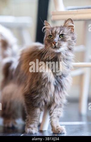 Vecchio gatto della foresta norvegese grigio e peloso Foto Stock