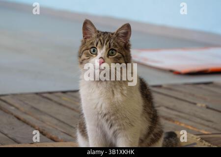 Felino dagli occhi verdi che si rilassa graziosamente su pavimenti in legno intempestivo Foto Stock