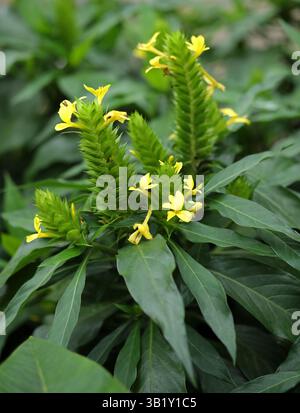 The Giant Yellow Shrimp Plant, Barleria oenotheroides, Acanthaceae. L'areale nativo di questa specie è dal Messico alla Guyana e all'Africa tropicale occidentale. Foto Stock