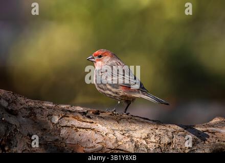 Ritratto completo di un Finch rosso che mostra le piume sul retro e il volto rosso mentre posa su un ramo con uno sfondo bokeh naturale. Vista ravvicinata. Foto Stock