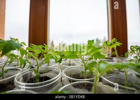 Piccoli vasi di piantina con germogli giovani su davanzale. Concetto di giardinaggio domestico e preparazione alla piantagione di ortaggi. Foto Stock