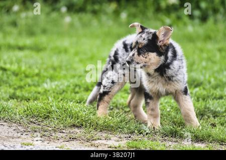 Cane sull'erba, foto come sfondo, cane da pastore australiano tedesco shepard Foto Stock