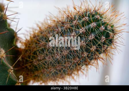 Una vista ravvicinata di un cactus spinoso rivela texture intricate e vivaci sfumature verdi. La luce intensa mette in risalto le spine nitide e la forma caratteristica Foto Stock