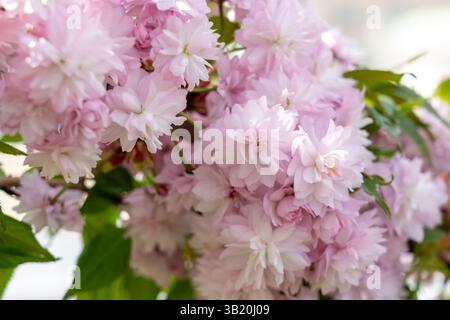 Delicati fiori rosa fioriscono sui rami, mostrando i loro petali pieni e soffici. La luce del sole illumina la scena, segnalando l'arrivo della primavera e del nat Foto Stock