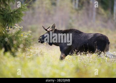 Alci o alci (Alces alces) che si nutrono nel campo in autunno. Foto Stock