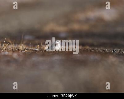 Comune bunting di canne (emberiza schoeniclus) maschio seduto a terra in primavera. Foto Stock
