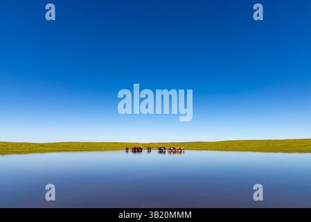 Scenario idilliaco della campagna: Cavalli che pascolano pacificamente presso un lago riflettente sotto un cielo azzurro trasparente in Mongolia Foto Stock