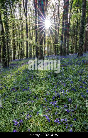 Newry, Irlanda del Nord. 26 aprile 2025. Bluebells in fiore in the Big Wood, warrenpoint, Irlanda del Nord credito: Bonzo/Alamy Live News Foto Stock
