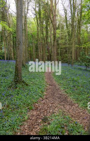 Newry, Irlanda del Nord. 26 aprile 2025. Bluebells in fiore in the Big Wood, warrenpoint, Irlanda del Nord credito: Bonzo/Alamy Live News Foto Stock