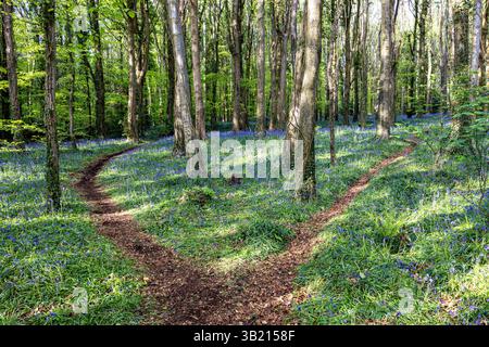 Newry, Irlanda del Nord. 26 aprile 2025. Bluebells in fiore in the Big Wood, warrenpoint, Irlanda del Nord credito: Bonzo/Alamy Live News Foto Stock