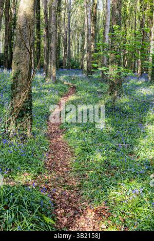 Newry, Irlanda del Nord. 26 aprile 2025. Bluebells in fiore in the Big Wood, warrenpoint, Irlanda del Nord credito: Bonzo/Alamy Live News Foto Stock