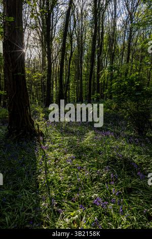 Newry, Irlanda del Nord. 26 aprile 2025. Bluebells in fiore in the Big Wood, warrenpoint, Irlanda del Nord credito: Bonzo/Alamy Live News Foto Stock